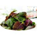 Perilla leaf Extract powder Sale