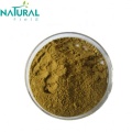 Extrato de Bupleurum Sinensis Extrato de raiz de Thorowax