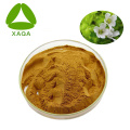 Bacopa Monnieri Brahmi Extract Poeder Bacoside 20%