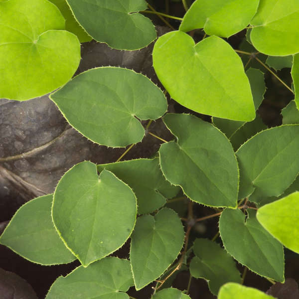 Epimedium