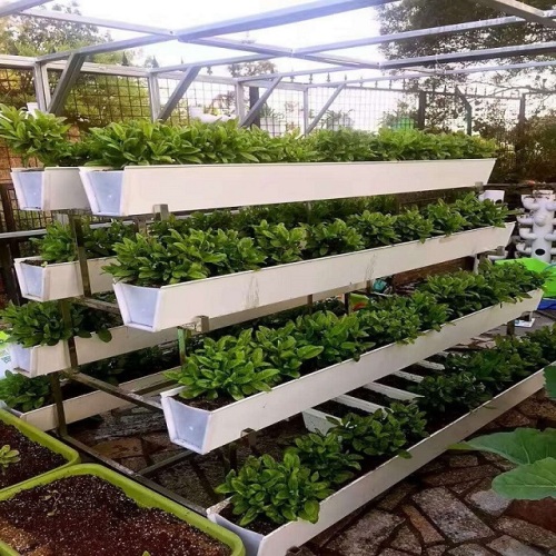 Hydroponic Fodder Strawberries Growing System