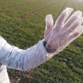 Long arm veterinary examination farm vet glove