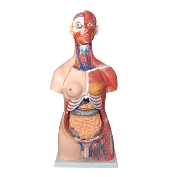 DARHMMY 85CM Unisex Human Torso Anatomy Model for Medical Science