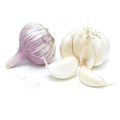 FRISCH NEU 2021 KNOBLAUCH