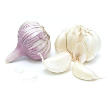 Normal White pure white Fresh Garlic New Crop