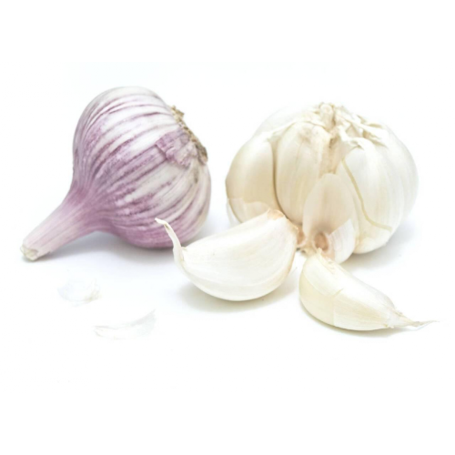 FRISCH NEU 2021 KNOBLAUCH