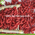 Frutti di Goji della nutrizione sana della frutta del rifornimento della fabbrica