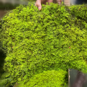 Natural Green Moss Pillow Bun Cushion DIY Kit for Terrariums & Wall Decor