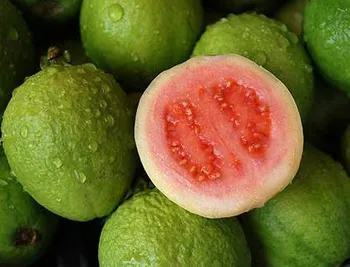 Sweet and Nice Guava Fruit