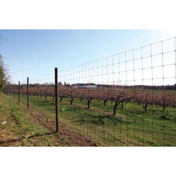 Cerca de pradera de alambre de ganado de campo