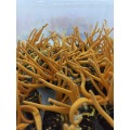 Cordycepin 98% Cordyceps Mycelia Extract Cordycepin 98% Powder Price Manufactory