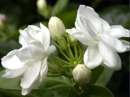Fresh-scented jasmine essential oil for sleeping