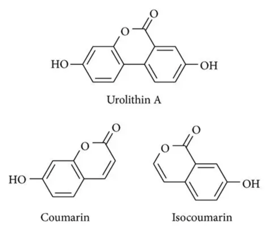 Urolithin A Supplement Ingredient