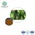 Serenoa Repens Extract - Wholesale Standardized Fatty Acids for Nutraceuticals