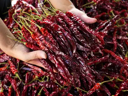 Spicy and authentic Dried chili-Bullet chili pepper