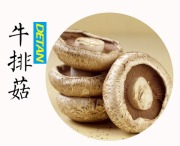 Delicious Fresh Portobello Mushroom Wholesale From China