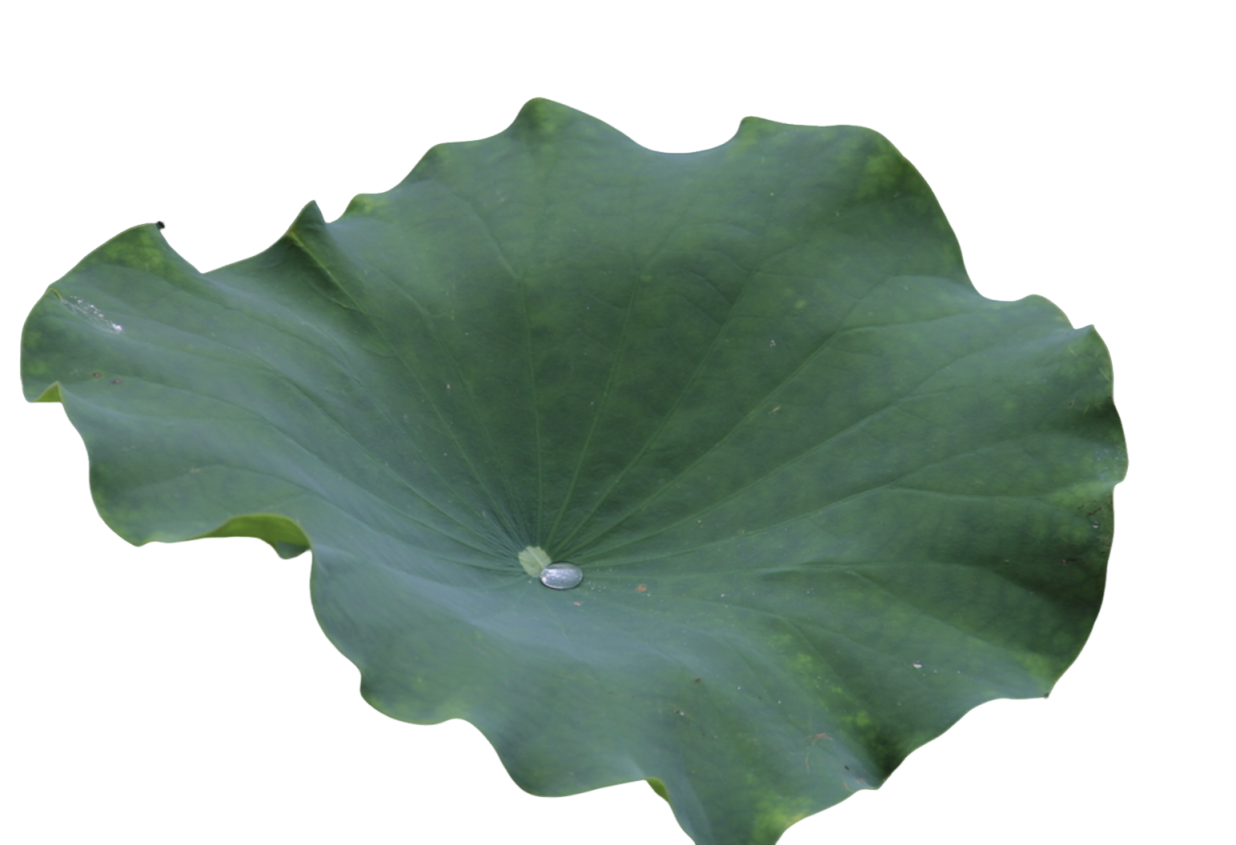 Lotus Extract for Dietary Supplements