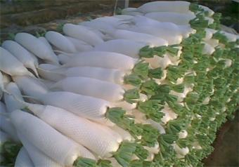 (2014 New Season) White Radish