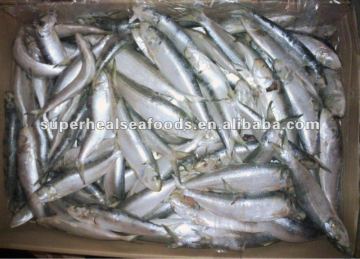 Sardinella aurita