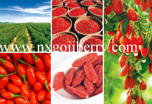 Baya de Goji de cultivo nuevo Ningxia 2014