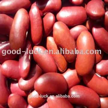 British dark red kidney bean for sale