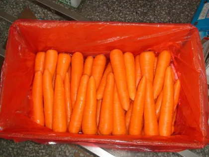 Good Vegetable Fresh Carrots