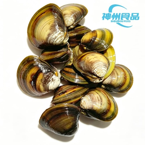 Vongole vive e carne di vongole di prima qualità