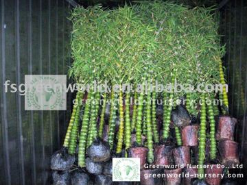 bamboo plants