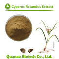 Extrato de Rhizome Cyperus Rotundus / Nut Grass Galingale