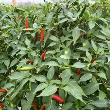 Dried sichuan red pepper