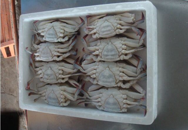 Frozen Seafood Half Cut Swimming Crab