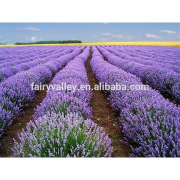 High Quality All Kinds Lavender seeds For Planting