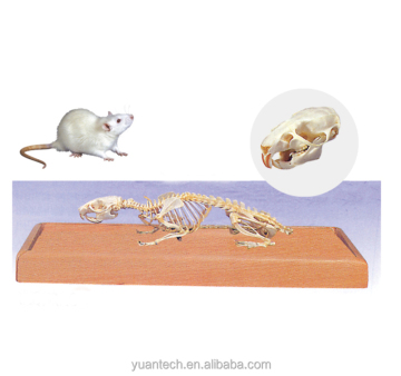 Nature Size Mouse Skeleton Medical Model - Accurate Anatomical Replica