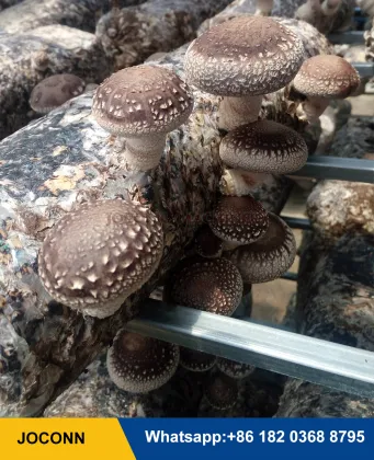 Morel Mushroom Liquid Culture Inoculation Machine - Shiitake Mushroom Spawn Inoculator