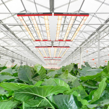 Planta de cultivo de luz de cultivo de araña comercial