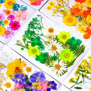 Intodiy gepresste getrocknete Blumen DIY Harzhandwerk