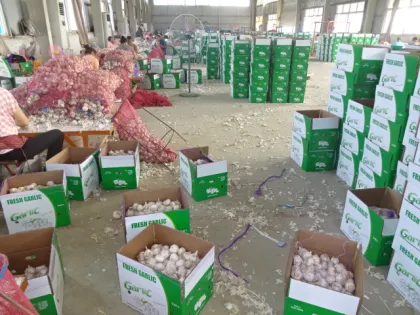 Fresh Garlic Best Quality Best Price