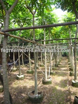 Spathodea campanulata tropical flower tree