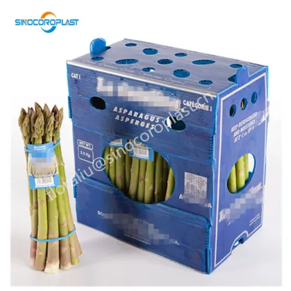 Hydrocooled Asparagus Packaging: 5kg Asparagus in Plastic Box