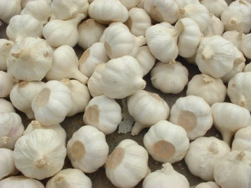 Natural Garlic
