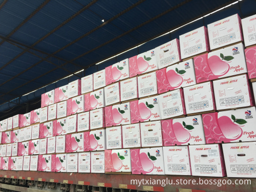 chinese fresh fruit pink qinguan apple fresh red qinguan apple export to india