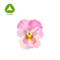 Organic Natural Pansy Flower Extract Powder