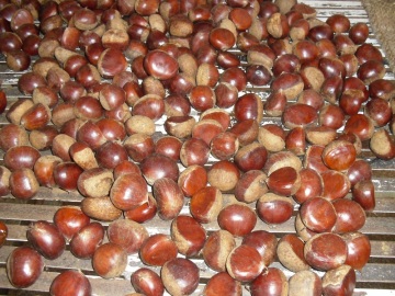 2019 new fresh chestnut