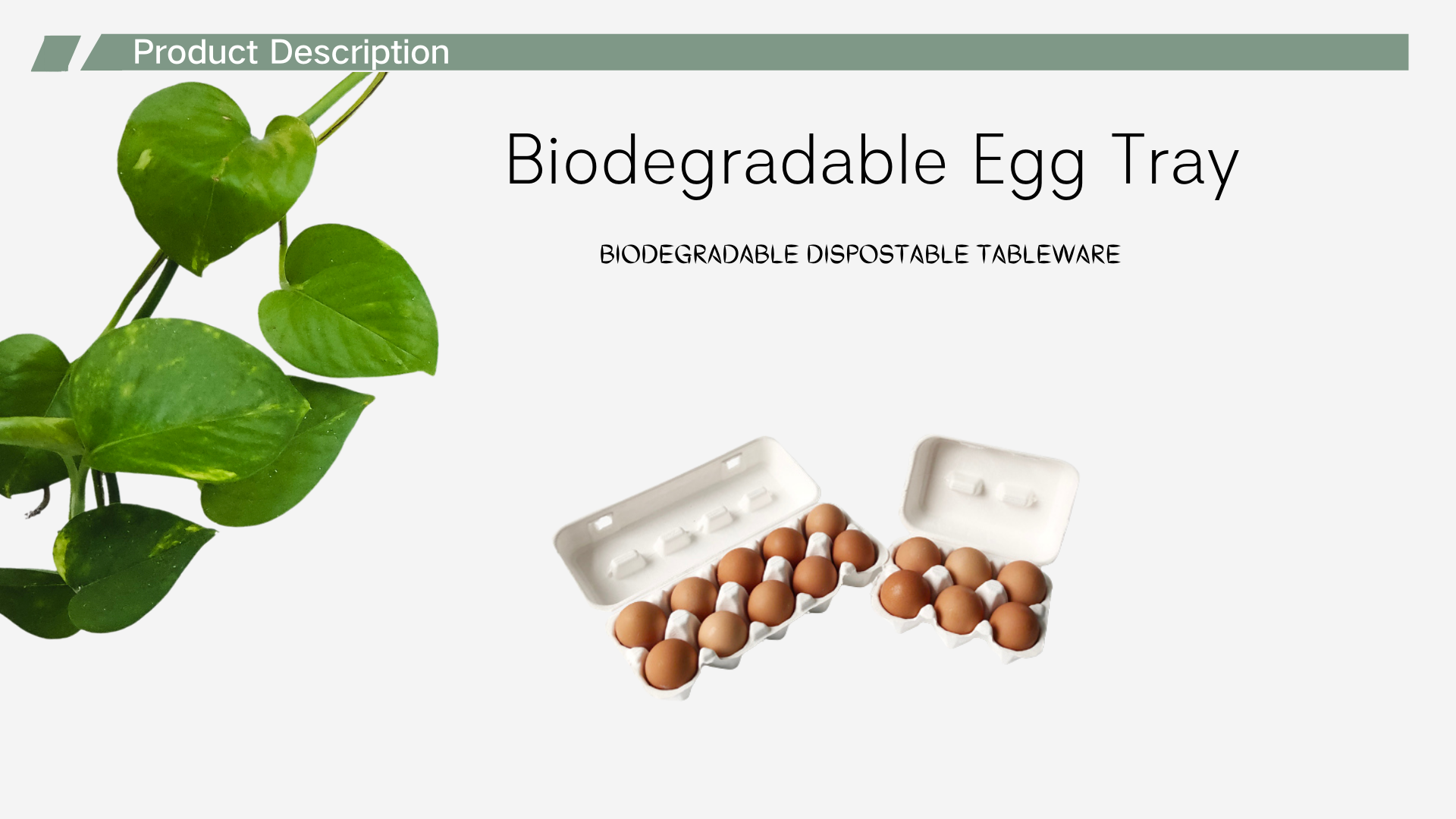  Bagasse Pulp 6 Egg trays