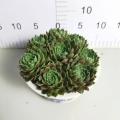 Sempervivum Living Plants 공장