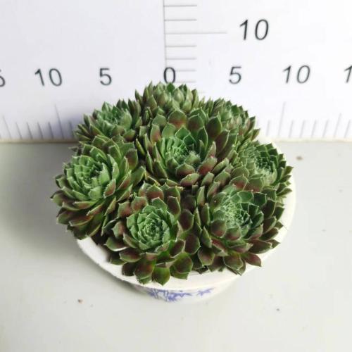 Nhà máy sản xuất cây sempervivum