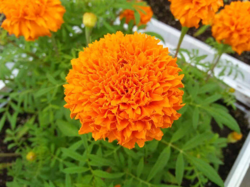 لوتن 5 ٪ استخراج Marigold مسحوق