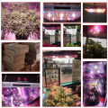 Spectrum completo da 2000W ad alta potenza Grow Light