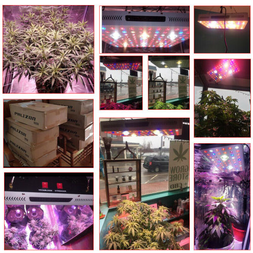 Phlizon 600w Grow Lights untuk Grow Tent