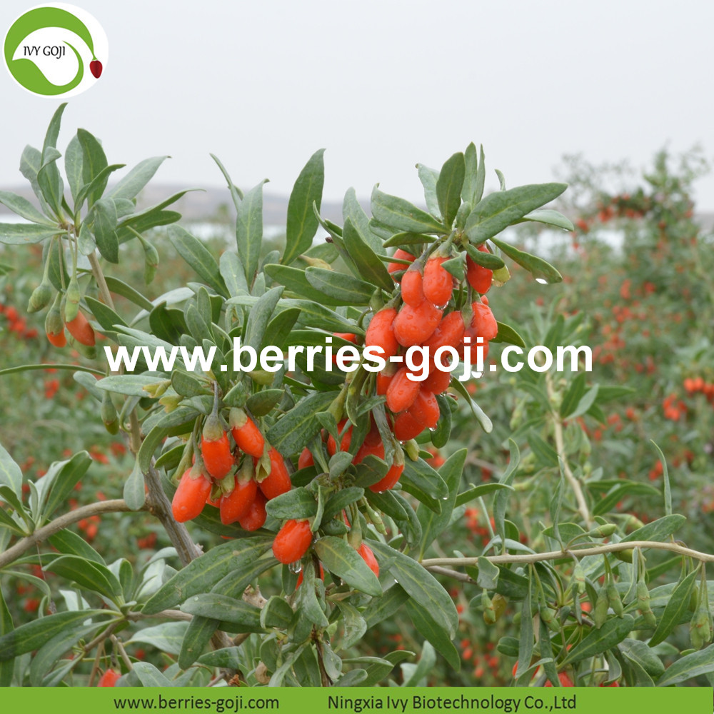 Goji berriey